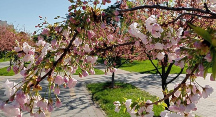 Весна, цветущая сакура, фото из соцсетей