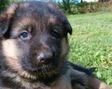 Підполковника МВС засудили за хабар
