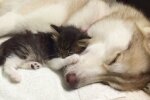 Хаскі і кошеня, фото з відкритих джерел