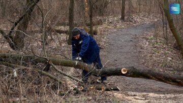 Дерево впало на контактну мережу трамвая в Києві