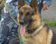 Собака виявила 12 кілограм марихуани у водія авто на Харківщині