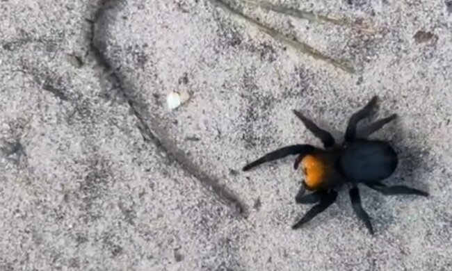 Паук, скриншот из видео