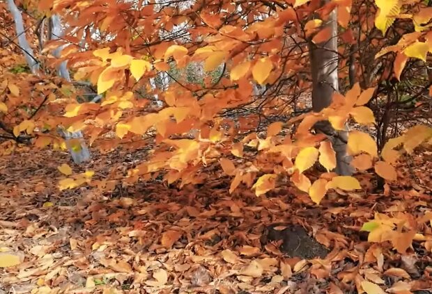 Опале листя, скріншот з відео