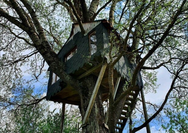 Львів'яни переселилися на дерево під час ізоляції - як пережити карантин красиво