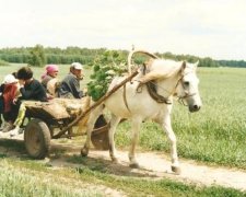 В Омске хотят пересесть на гужевой транспорт