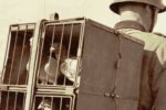 Голубина пошта, фото: вільне джерело