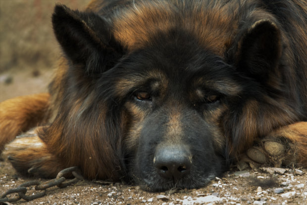 Бідний собачка вмирає болісною смертю через ланцюг, що вріс у шкіру: небайдужих благають про допомогу