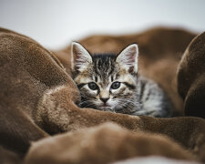 кошеня, фото Pxhere