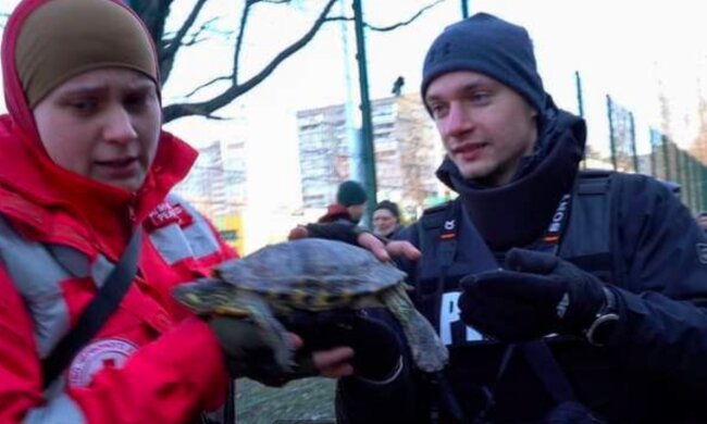 Порятунок черепахи