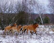 Заповідник у Чорнобилі, фото: Станіслав Гуменюк