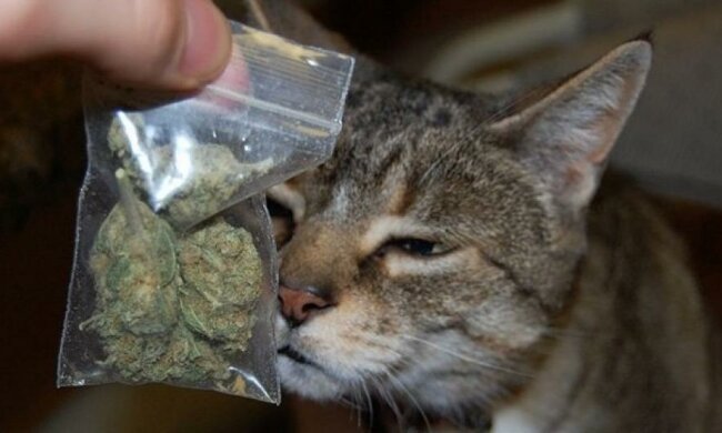 Домашній кіт приніс хазяїну пакет з марихуаною