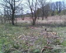 Фото: Чорнобильський заповідник