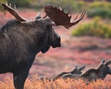 Критична ситуація: лісові гіганти на межі зникнення