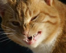 Від укусів скаженого кота постраждали п'ятеро осіб в Кіровограді