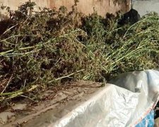 В Киеве пенсионер вырастил конопли на три миллиона гривен (фото, видео)