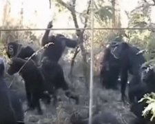 Шимпанзе скорбили и плакали над телом своего друга