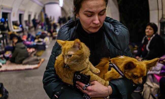 Животные в укрытии