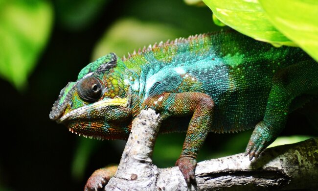 Хамелеон, фото Pxhere