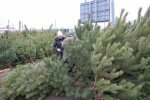 Новий рік на носі: закарпатцям пояснили, як не купити ялинку втридорога