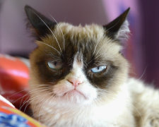 Умерла легендарная "сердитая" кошка Grumpy Cat: поднимала настроение миллионам