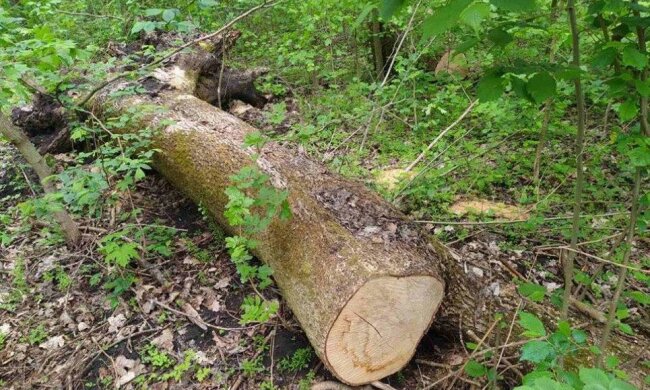 Незаконна вирубка дерев і лісів Тернопільщини \\ Фото: Facebook ДЕІ