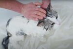 Как помыть кота. Фото: скрин youtube