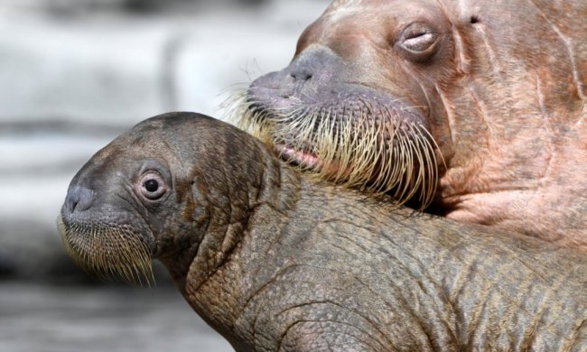 У Херсоні помітили солодку парочку напівоголених "моржів": заплатили комуналку за новими тарифами