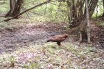 Животные Чернобыльской зоны отчуждения, фото Сергея Гащака