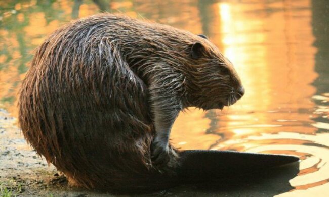 Аналогічної участі виродку: студент-еколог вразив жорстокістю