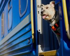 Тварини у поїзді