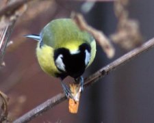 Птицы стали собирать окурки, и вот зачем