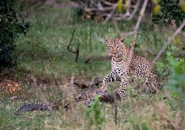 Схватка питона с леопардом, News Media
