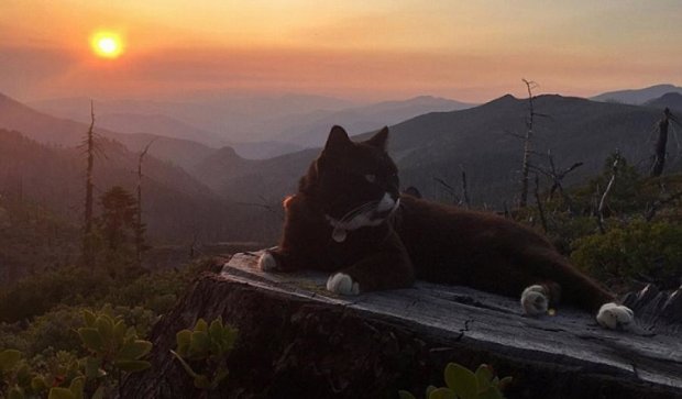 Кот путешествует по самым красивым местам Америки 