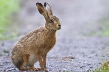 Самоотверженная любовь матери-зайчихи шокировала сеть