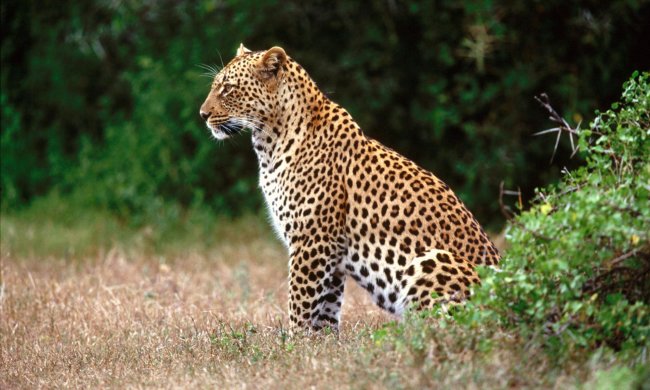 Ваші діти їх не побачать: на природу чекає повне вимирання, залишилися лічені роки