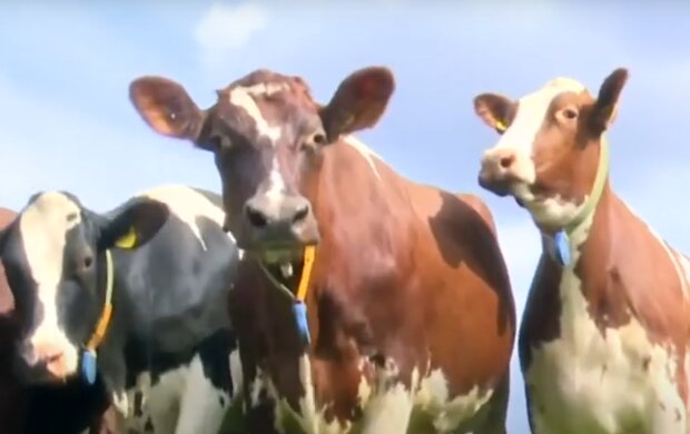 Скрін, відео YouTube корова