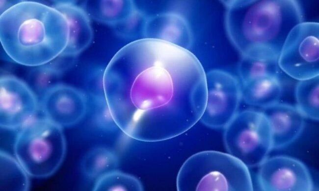 Розроблена методика визначення віку клітин