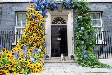 Кот Лари на Даунинг-стрит. Фото: Justin Ng / Twitter