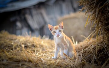 Чем кормить котят до года