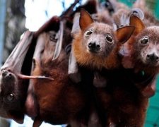 Кажани захопили австралійський штат