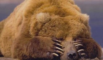 Це Росія: у Хабаровську п'яна ведмедиця заснула в сараї