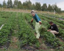 Земельна реформа: як тепер українцям отримати ділянку