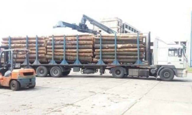 Затримані шахраї збули деревини на 60 мільйонів гривень