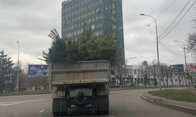 Найвтомленіша" новорічна ялинка України стала хітом мережі: "Збираймося, потрібно підняти"