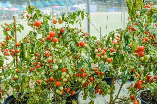 Використовуй пасинкування з розумом: слушні поради городникам по догляду за томатами