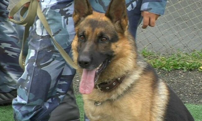 Собака виявила 12 кілограм марихуани у водія авто на Харківщині