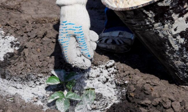 Зола, фото: pravda