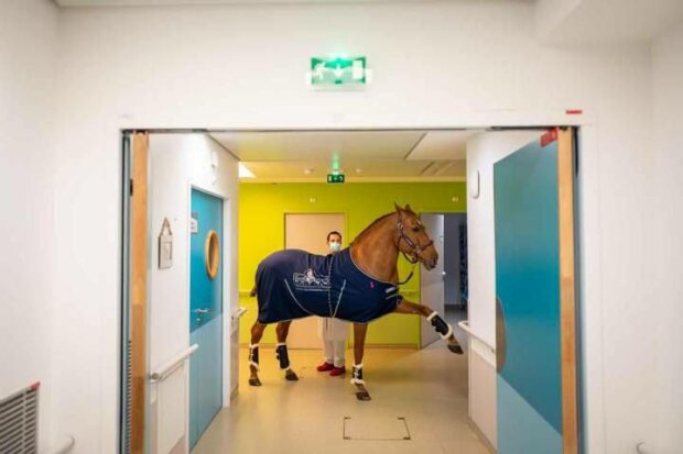 Во Франции конь начал работать в больнице, фото The Guardian