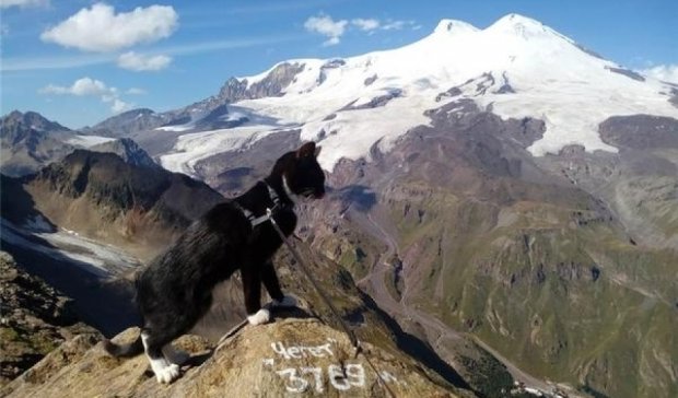 Альпинист забрался на Эльбрус вместе с котенком