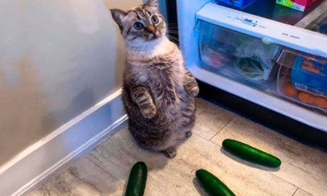Кот и огурцы, фото из соцсетей